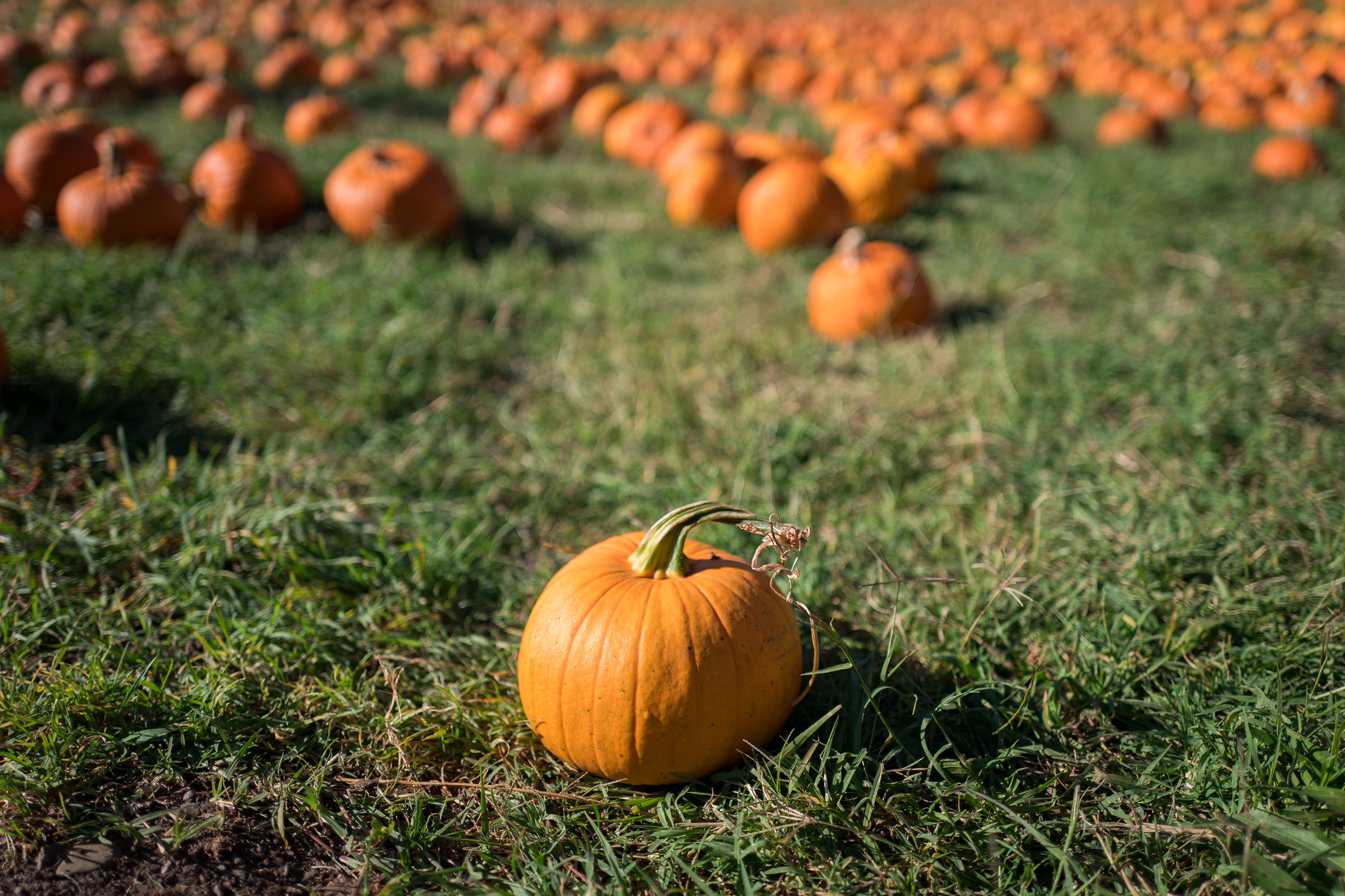 pumpkin patch - fall event